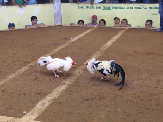 フィリピン　闘鶏の様子